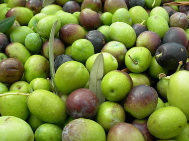 OLIVE FESTIVAL IN TORRI DEL BENACO