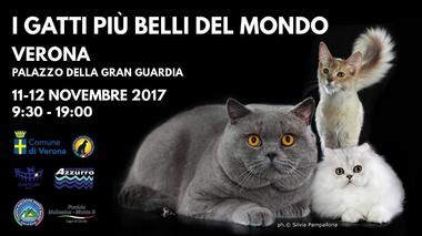 Cat Exhibition in Verona